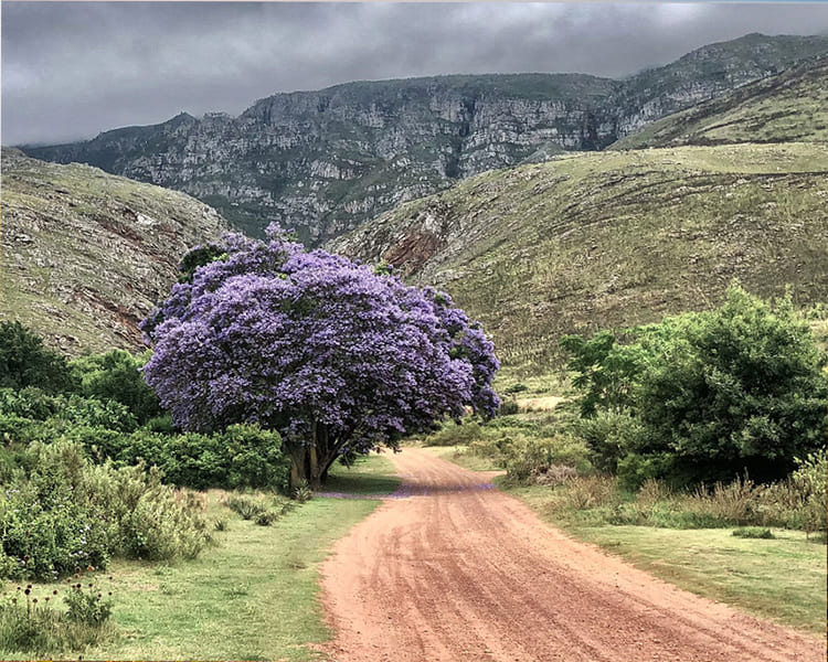 Mountains with a winding gravel road. Large Jacaranda tree with purple flowers next to road.