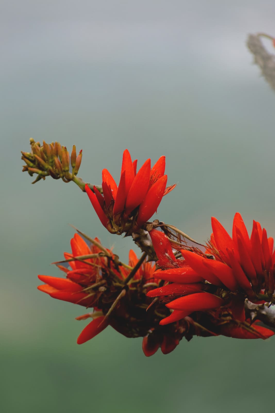 Cape Coral Tree Flower