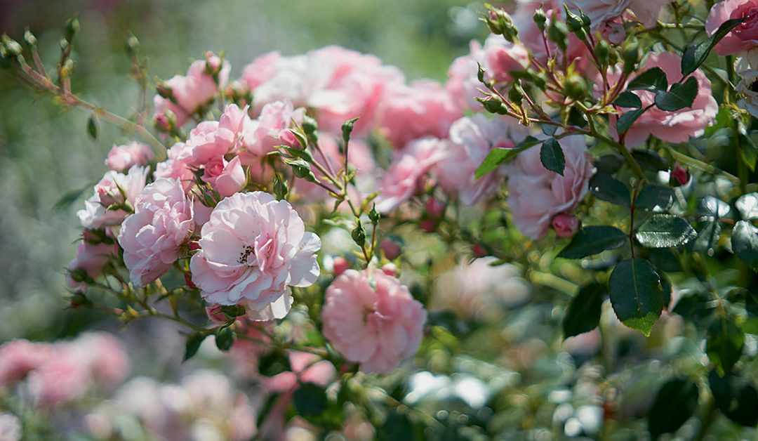 How to cultivate passion in life and love