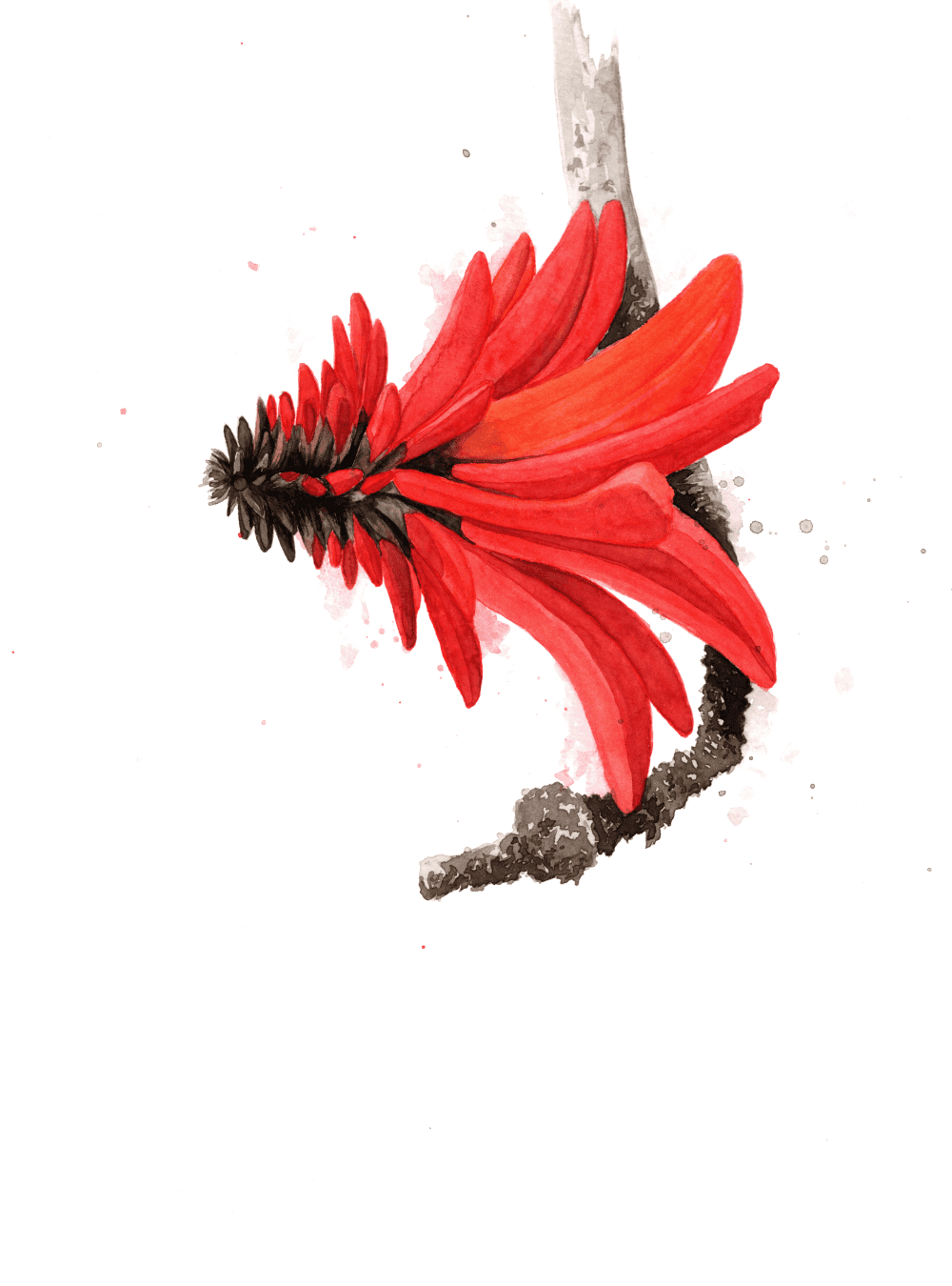 Lucky Bean tree flower Illustration of Lucky Bean tree flower